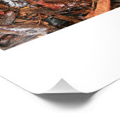 Waldbodensammlung 1 fotodruck (Ecke)