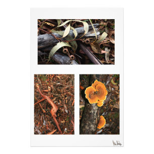 Waldbodensammlung 1 fotodruck