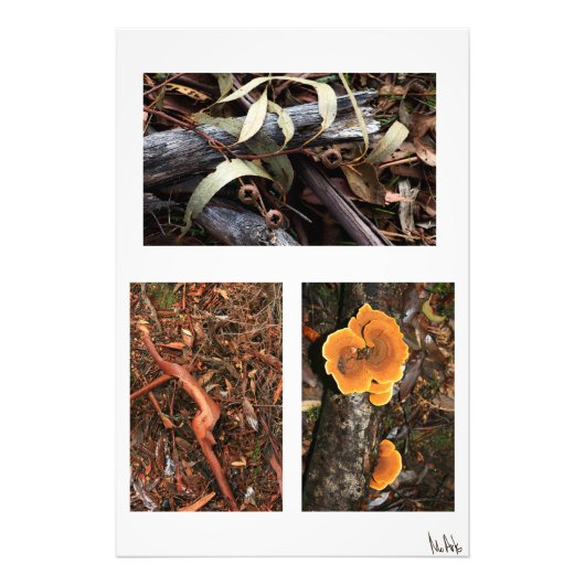 Waldbodensammlung 1 fotodruck (Vorne)
