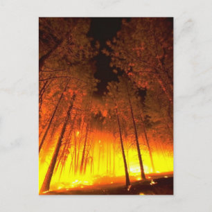 Waldbrand Postkarte