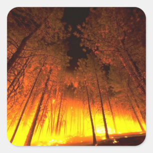 Waldbrand Quadratischer Aufkleber