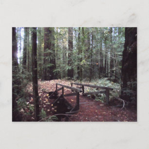 Waldbrücke - Humboldt Redwoods Staat Park Postkarte