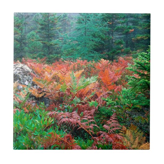 Waldbunte Farne in HerbstAcadia Maine Fliese (Vorderseite)