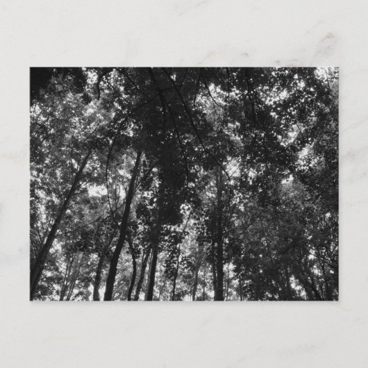 Walddecke 01 SW Postkarte (Vorderseite)