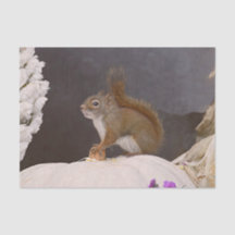 Waldeichhörnchen auf Kürbis