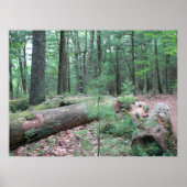 Walden Forest Poster (Vorne)