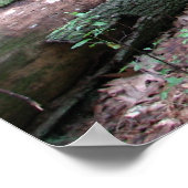 Walden Forest Poster (Ecke)