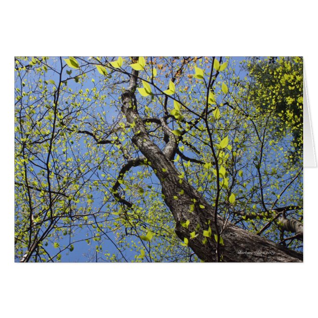 Walden Pond: Fantasie (Vorderseite (Horizontal))