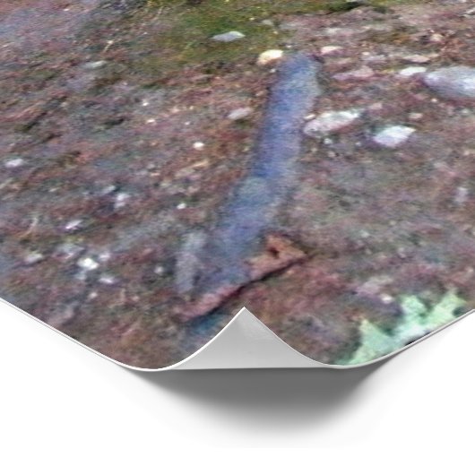 Walden Pond Trail Print Poster (Ecke)