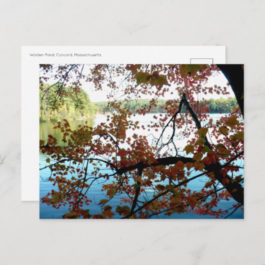 Waldenteich durch Herbstleaale Postkarte (Vorne/Hinten)