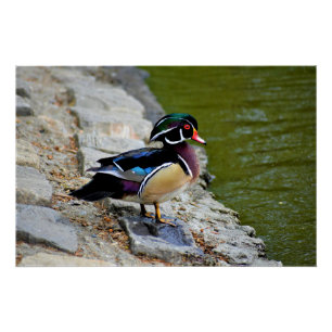 Waldentenvogel Schönheit Vögel beobachten Natur Wi Poster