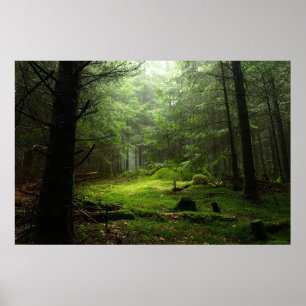 Wälder Auvergne Frankreich Poster