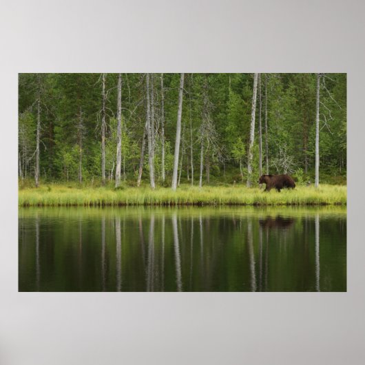 Wälder | Bären in Taiga Forest Nord Finnland Poster (Vorne)