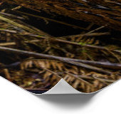 Wälder | Beauchamp Falls Australien Poster (Ecke)