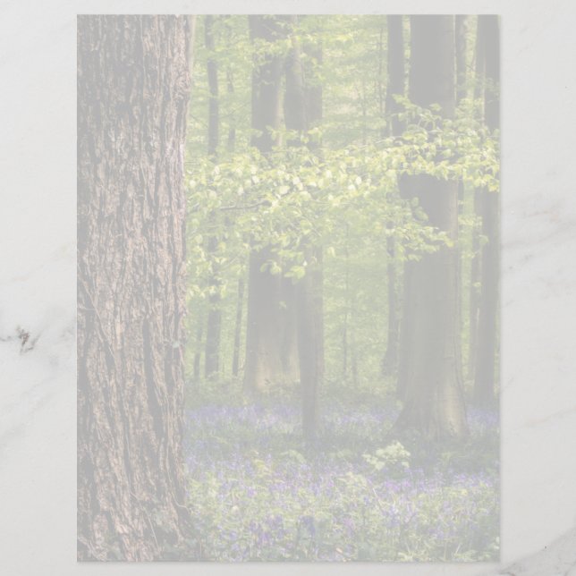 Wälder | Bluebells in Belgien (Vorderseite)
