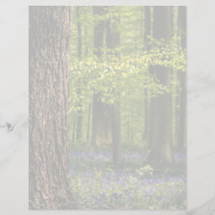 Wälder Bluebells in Belgien