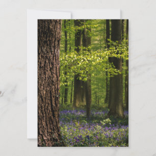Wälder Bluebells in Belgien Dankeskarte