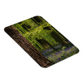 Wälder | Bluebells in Belgien Magnet (Rechte Seite)