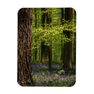 Wälder   Bluebells in Belgien Magnet