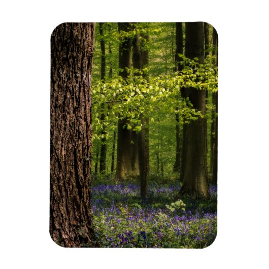 Wälder | Bluebells in Belgien Magnet (Vertikal)