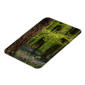 Wälder | Bluebells in Belgien Magnet (Linke Seite)