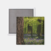 Wälder | Bluebells in Belgien Magnet (Vorderseite/Rückseite)