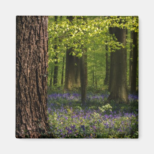 Wälder | Bluebells in Belgien Magnet (Vorne)