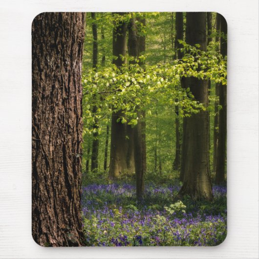 Wälder | Bluebells in Belgien Mousepad (Vorne)