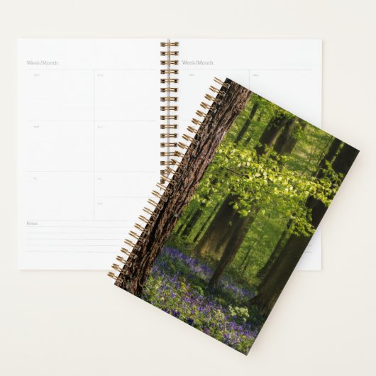 Wälder | Bluebells in Belgien Planer (Anzeige)