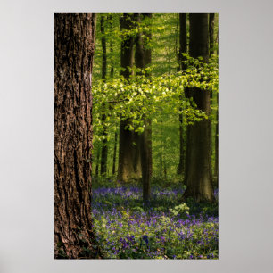 Wälder   Bluebells in Belgien Poster
