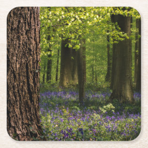Wälder   Bluebells in Belgien Rechteckiger Pappuntersetzer