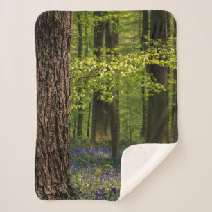 Wälder Bluebells in Belgien Sherpadecke