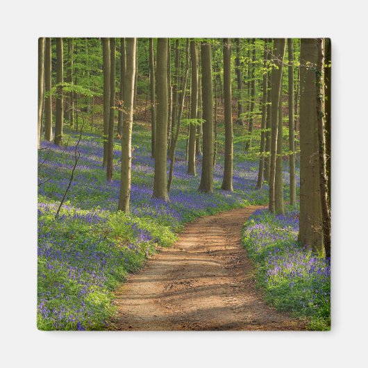 Wälder | Bluebellwald in Belgien Magnet (Vorne)