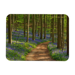 Wälder   Bluebellwald in Belgien Magnet