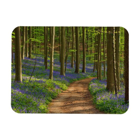 Wälder | Bluebellwald in Belgien Magnet (Horizontal)