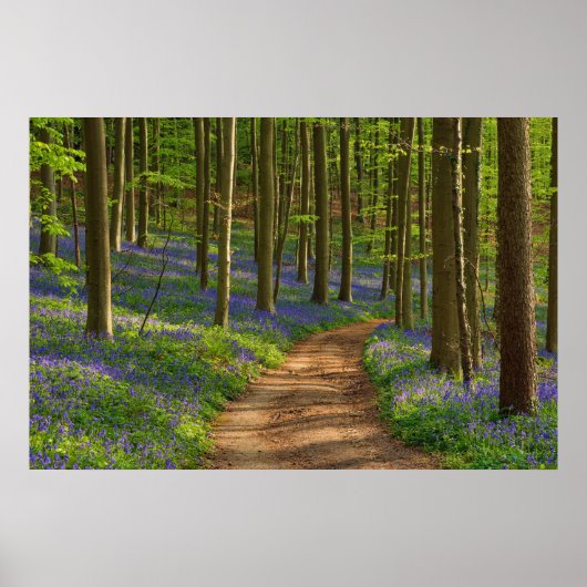 Wälder | Bluebellwald in Belgien Poster (Vorne)