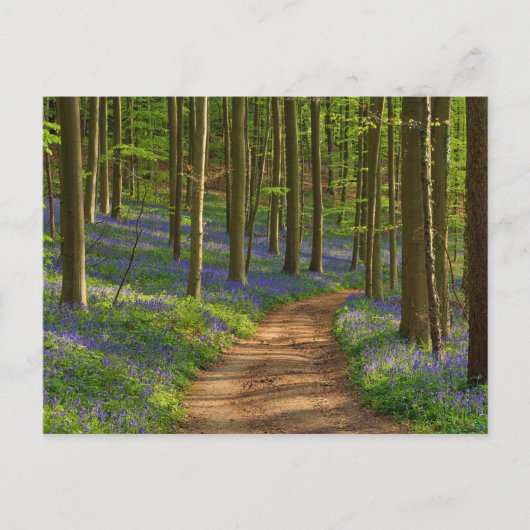 Wälder | Bluebellwald in Belgien Postkarte (Vorderseite)