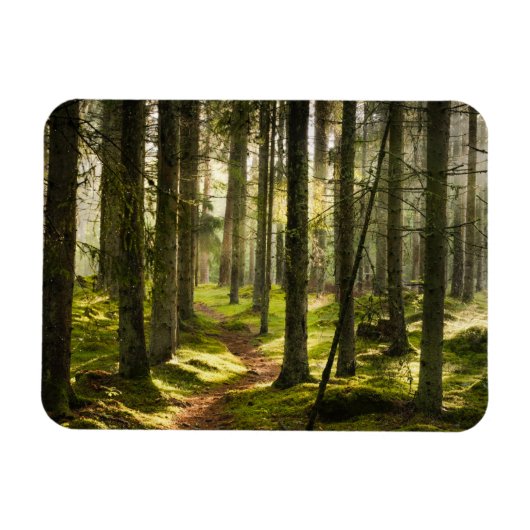 Wälder | Boreal Forest Schweden Magnet (Horizontal)