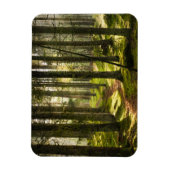 Wälder | Boreal Forest Schweden Magnet (Vertikal)