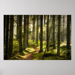 Wälder   Boreal Forest Schweden Poster