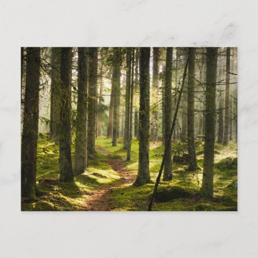 Wälder | Boreal Forest Schweden Postkarte (Vorderseite)
