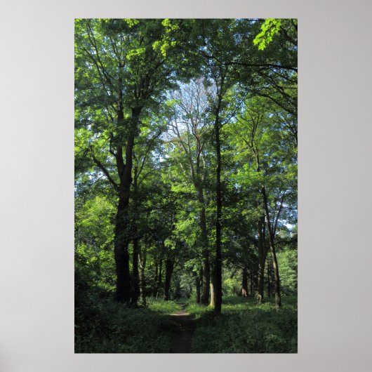 Wälder. Bute Park, Cardiff Poster (Vorne)