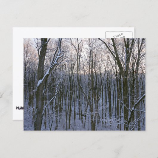 Wälder der Schneebaume Postkarte (Vorne/Hinten)