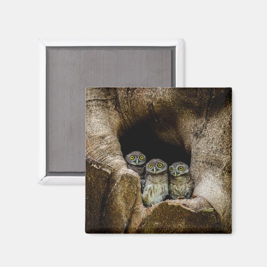 Wälder | Drei Eulen suchen Magnet (Vorderseite/Rückseite)