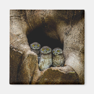 Wälder Drei Eulen suchen Magnet