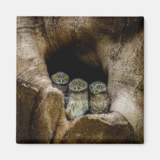 Wälder | Drei Eulen suchen Magnet (Vorne)