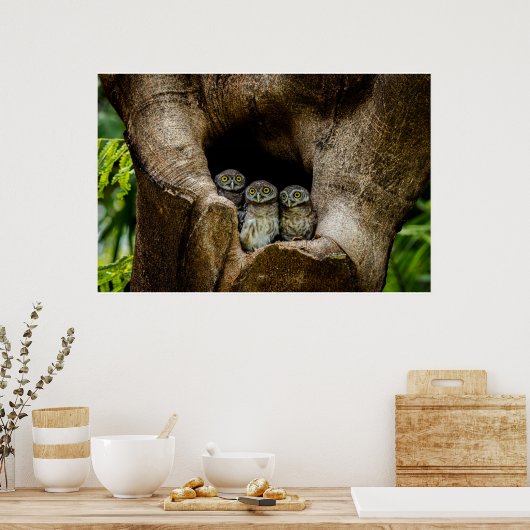 Wälder | Drei Eulen suchen Poster (Küche)