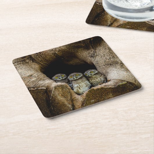 Wälder | Drei Eulen suchen Rechteckiger Pappuntersetzer (angewinkelt)