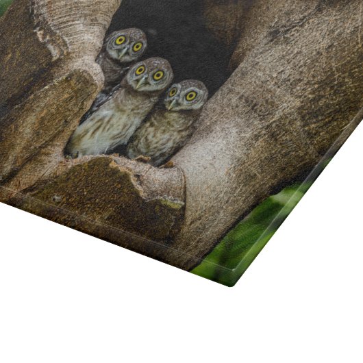 Wälder | Drei Eulen suchen Schneidebrett (Ecke)