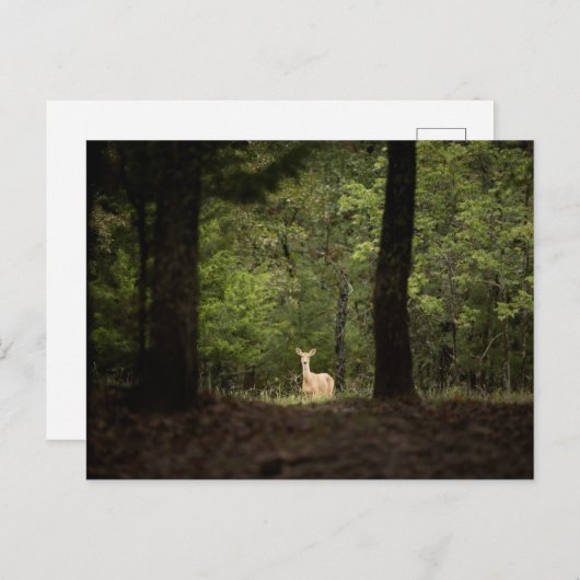 Wälder | Ein weißer Schwanz im Wald Postkarte (Vorne/Hinten)